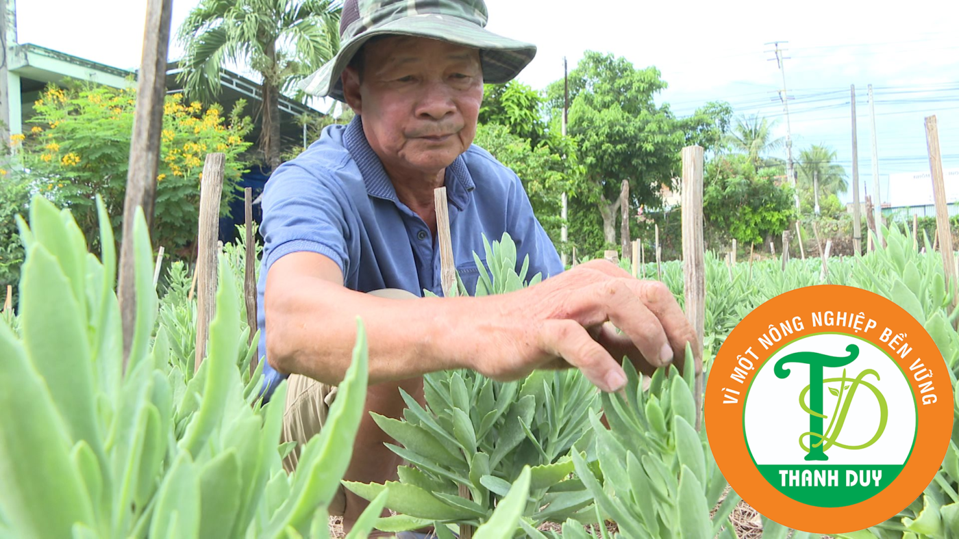 Nông dân tất bật chăm sóc hoa trường sanh bán tết